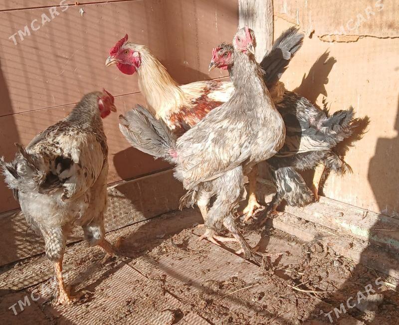 horaz - Бузмеин - img 4