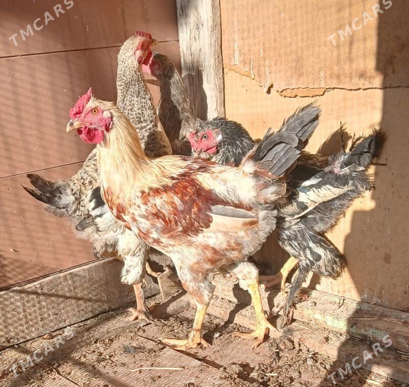 horaz - Бузмеин - img 3