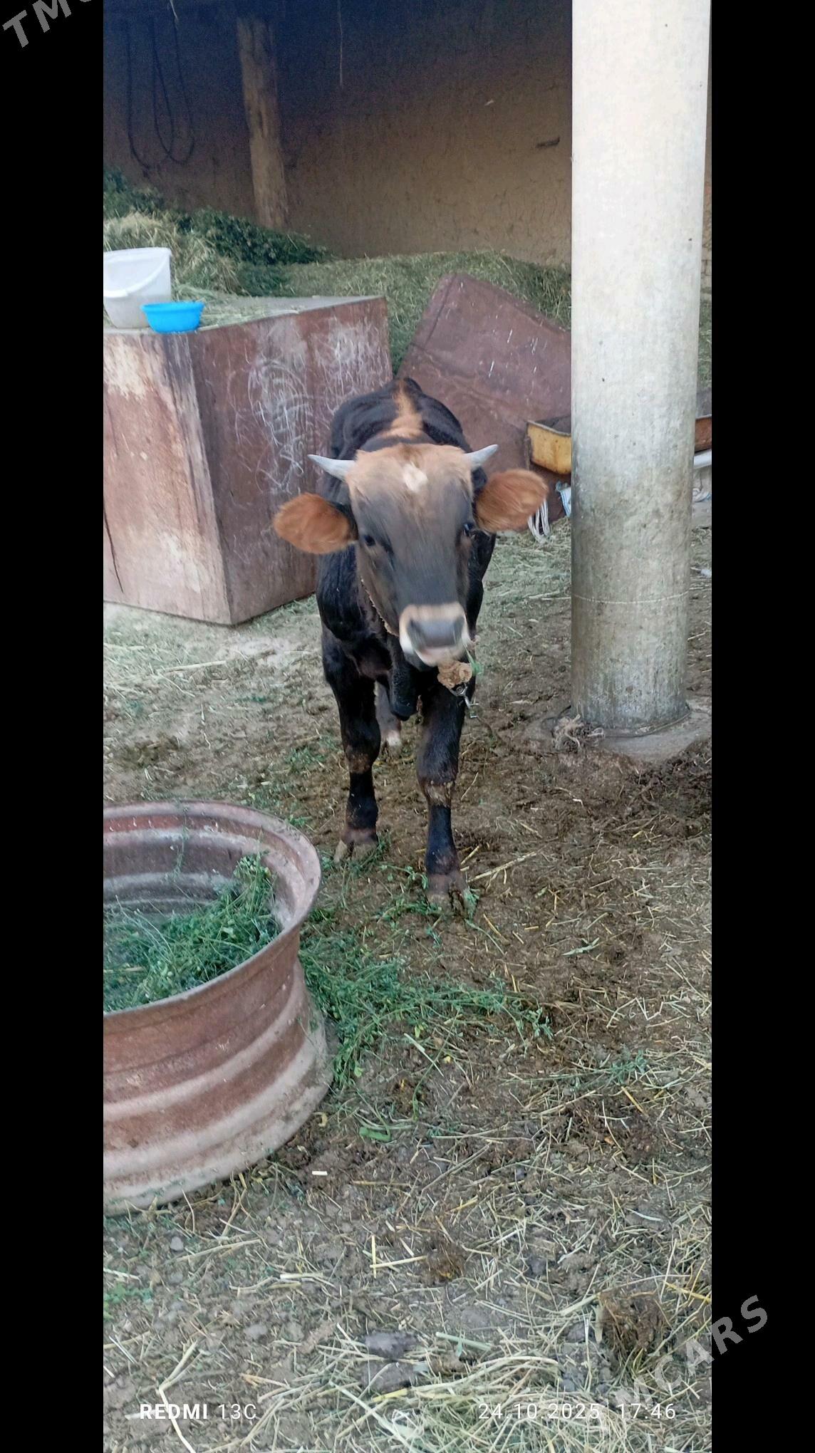 okizokiz - Бахарден - img 2