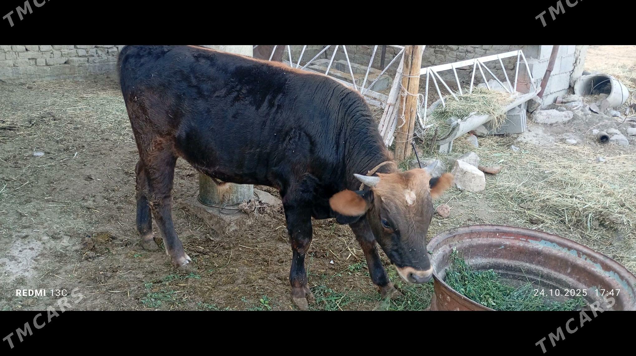 okizokiz - Бахарден - img 1