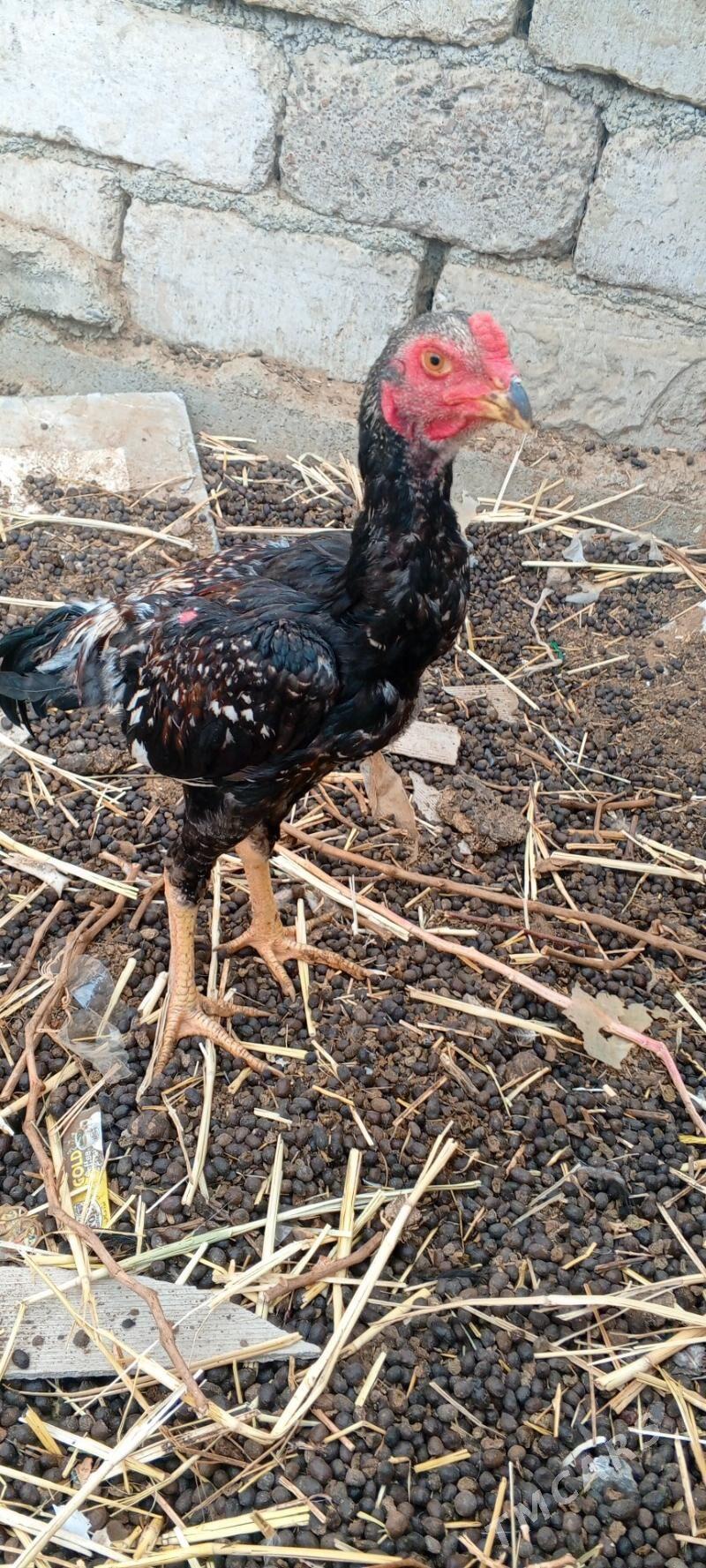 Taşkent jüýje - Анев - img 2