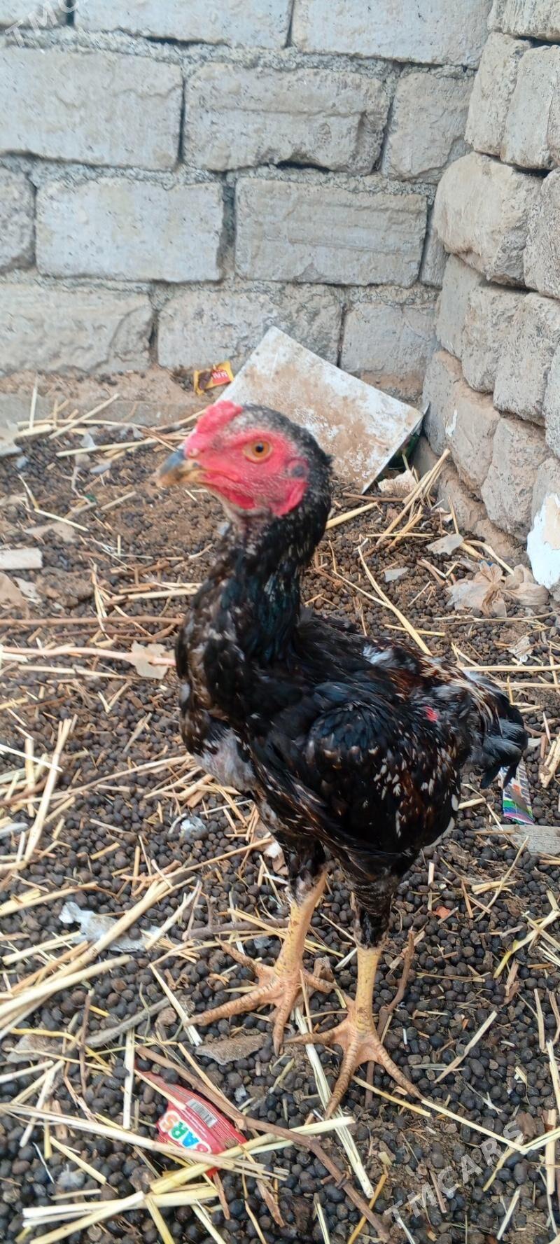 Taşkent jüýje - Анев - img 3