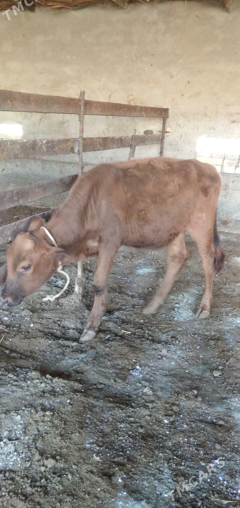 Öküzler - Çärjew - img 2