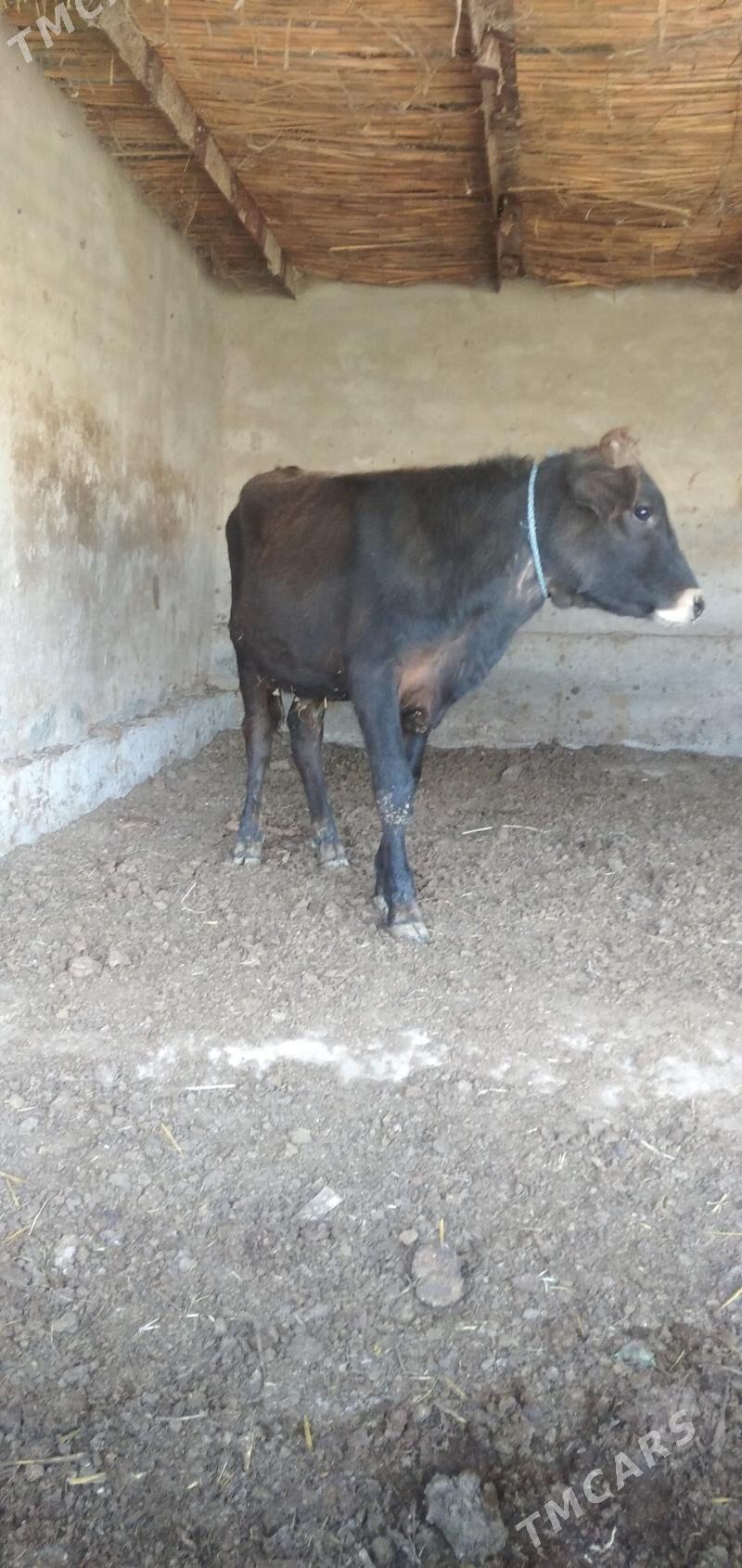 Öküzler - Çärjew - img 3