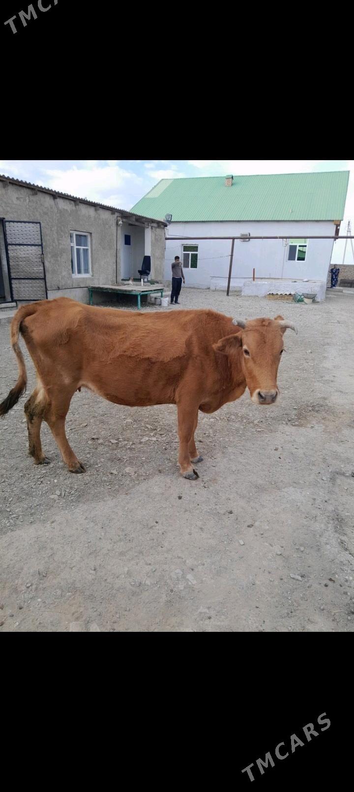 Sygyr okuz - Bereket - img 4