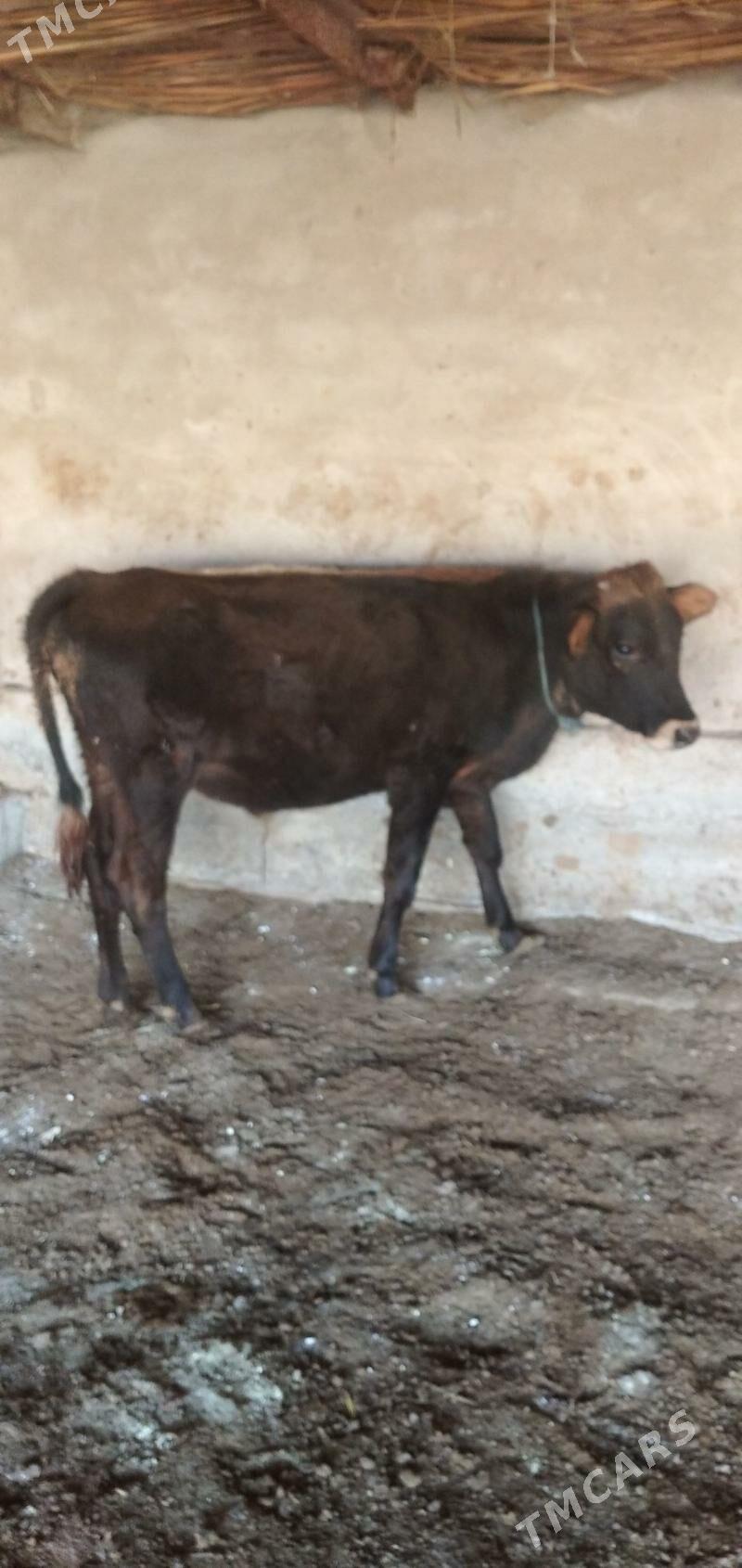 Öküzler - Çärjew - img 1