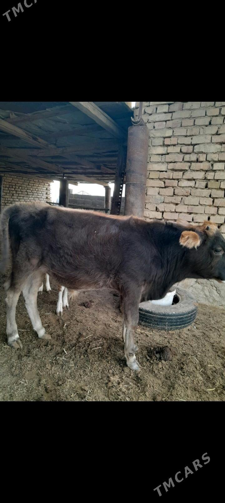 Sygyr okuz - Bereket - img 6