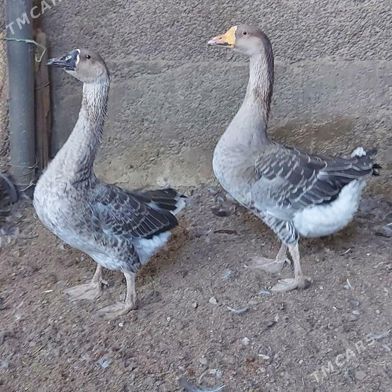 Guss - Aşgabat - img 1