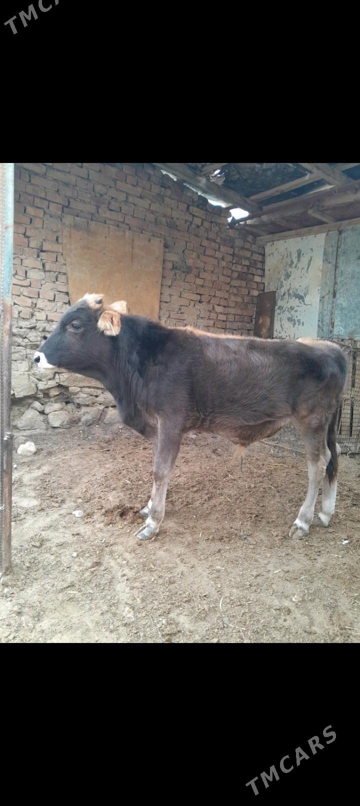 Sygyr okuz - Bereket - img 7