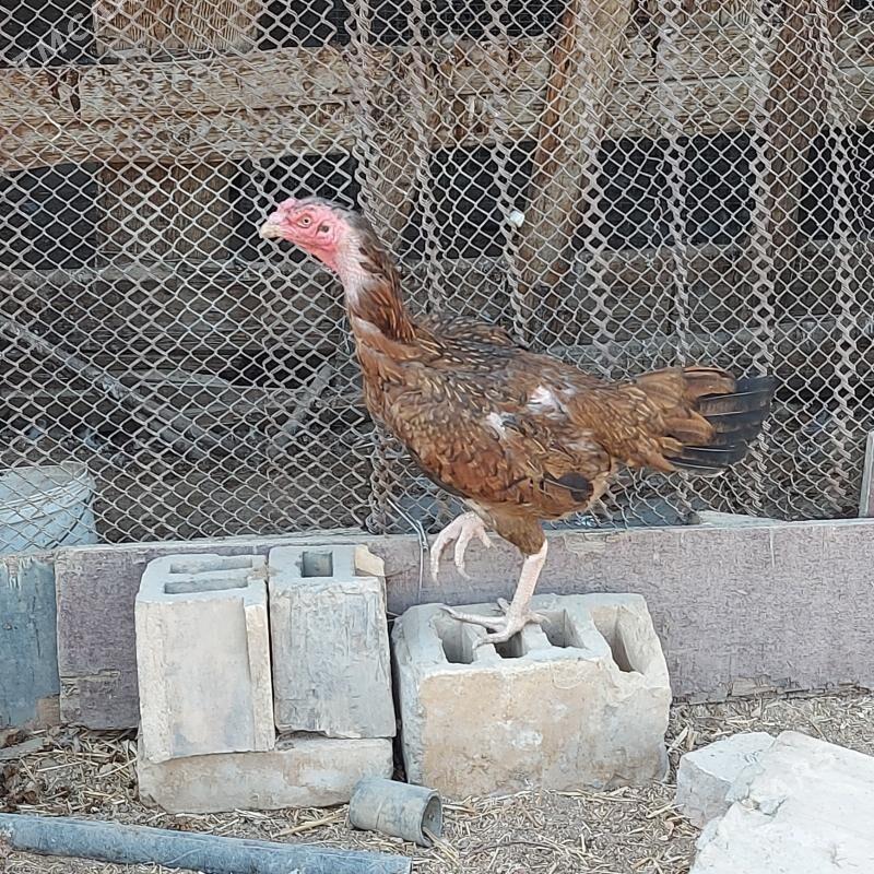 Taskent - Aşgabat - img 1