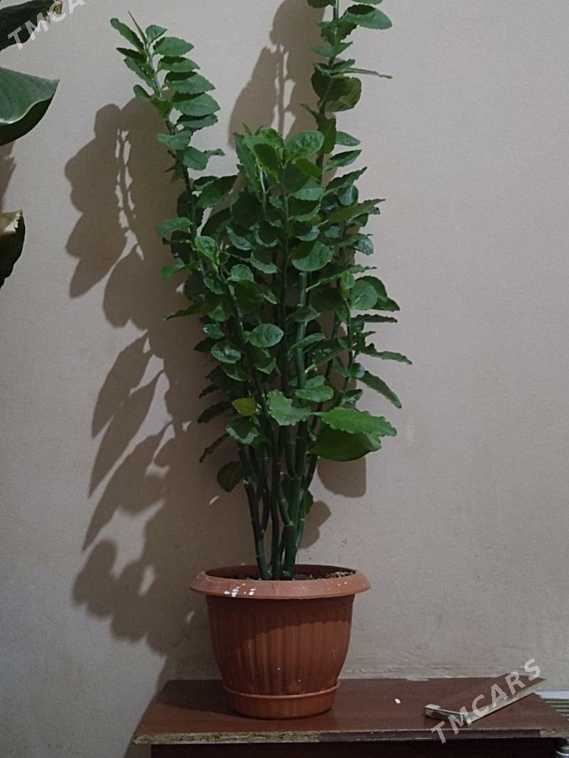 Gul - Aşgabat - img 1