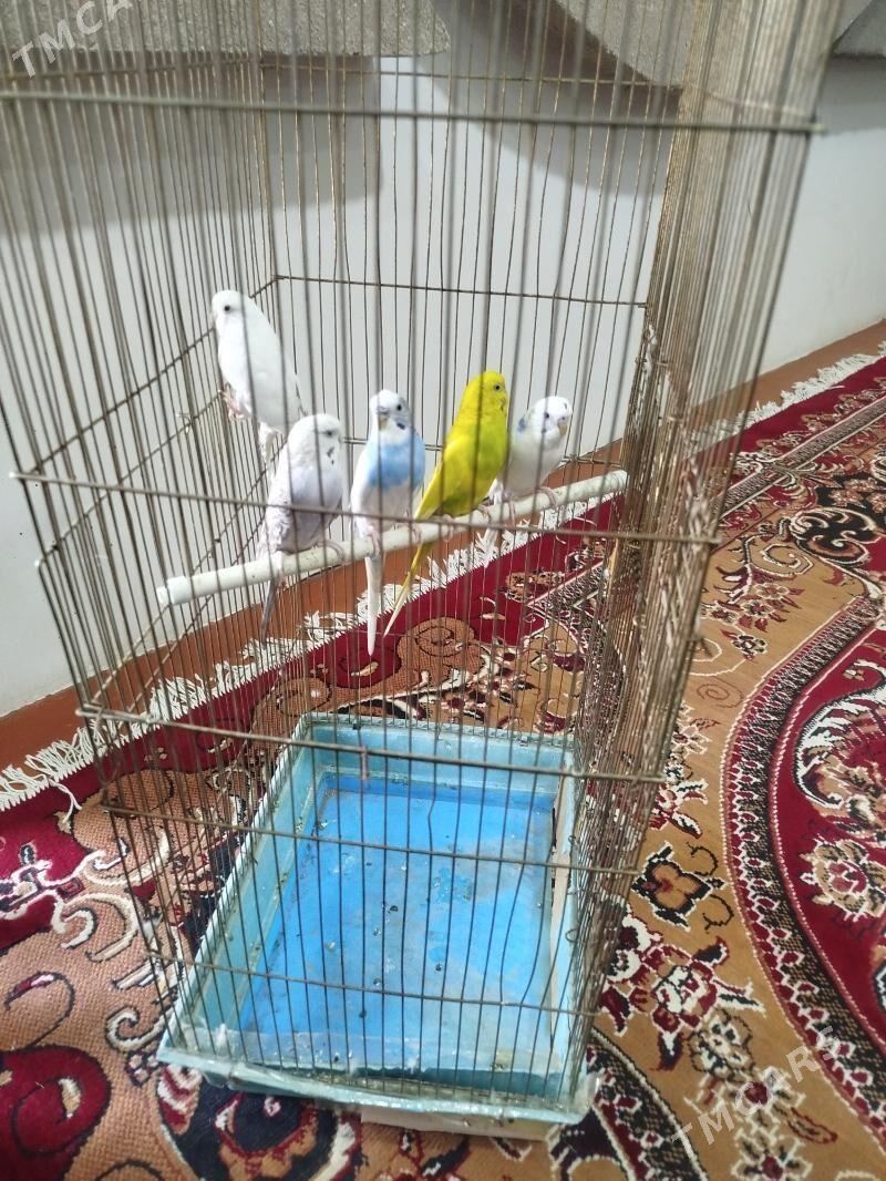 gus - Дашогуз - img 2