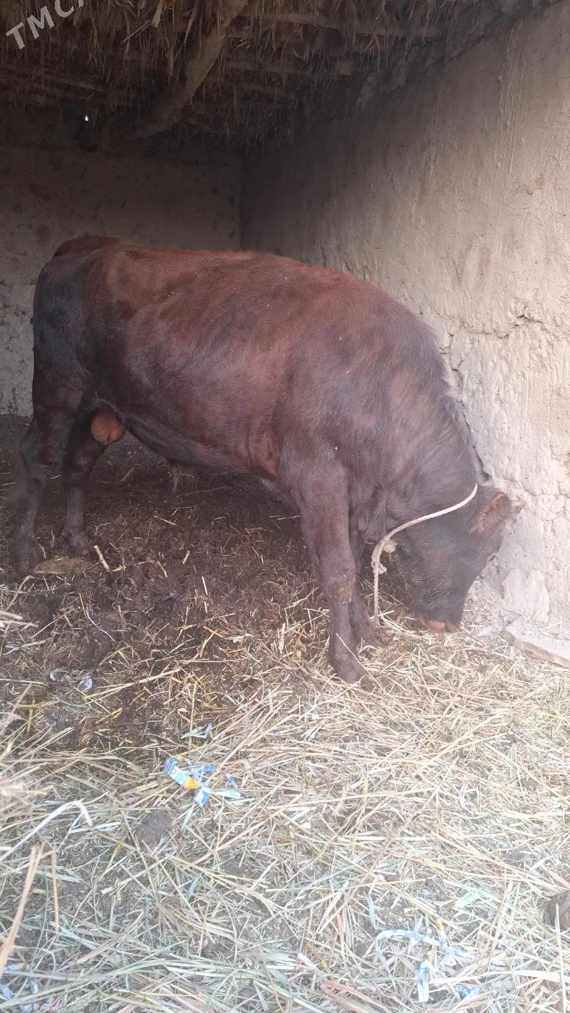 Öküz - етр. Туркменбаши - img 1