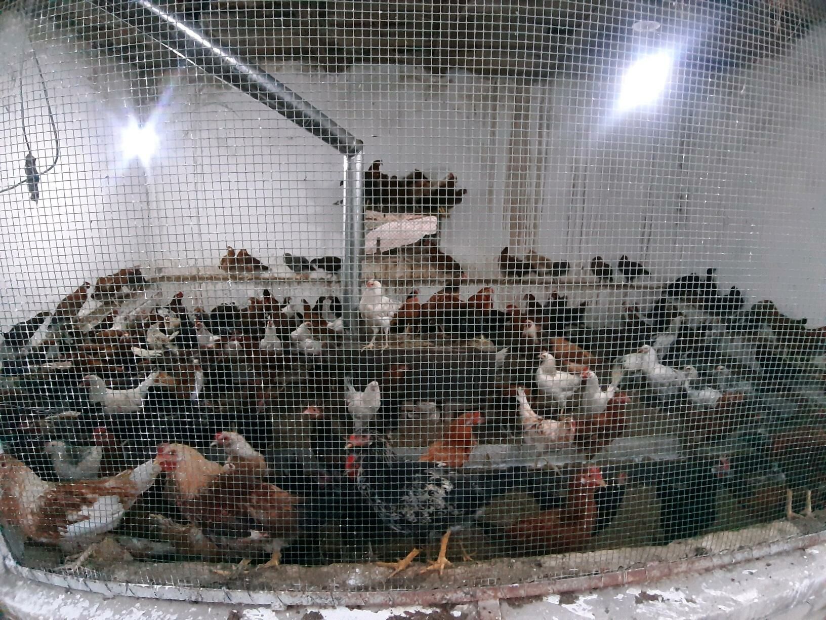 Horaz - Türkmenabat - img 1