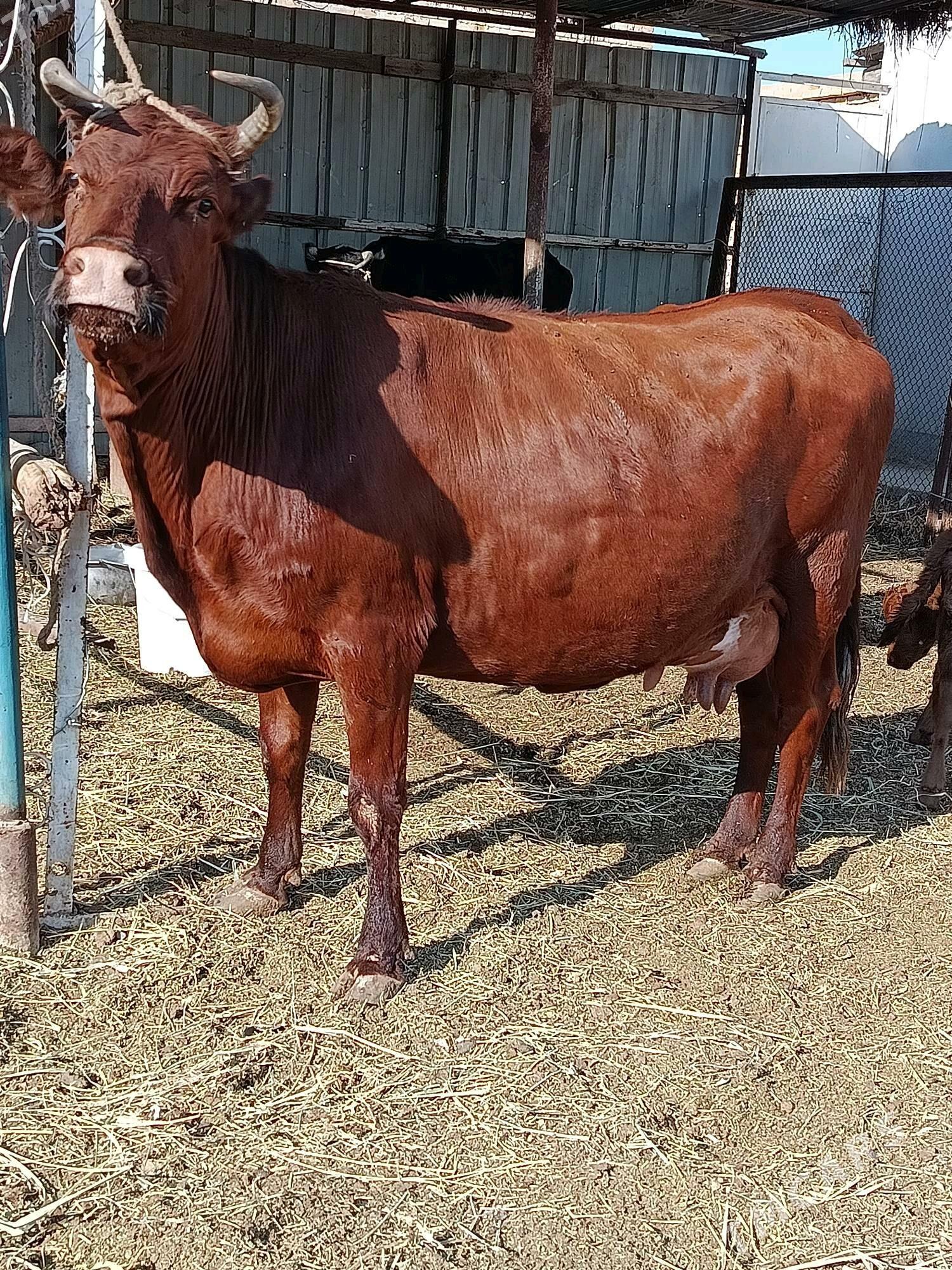 goleli sygyr - Türkmenabat - img 1