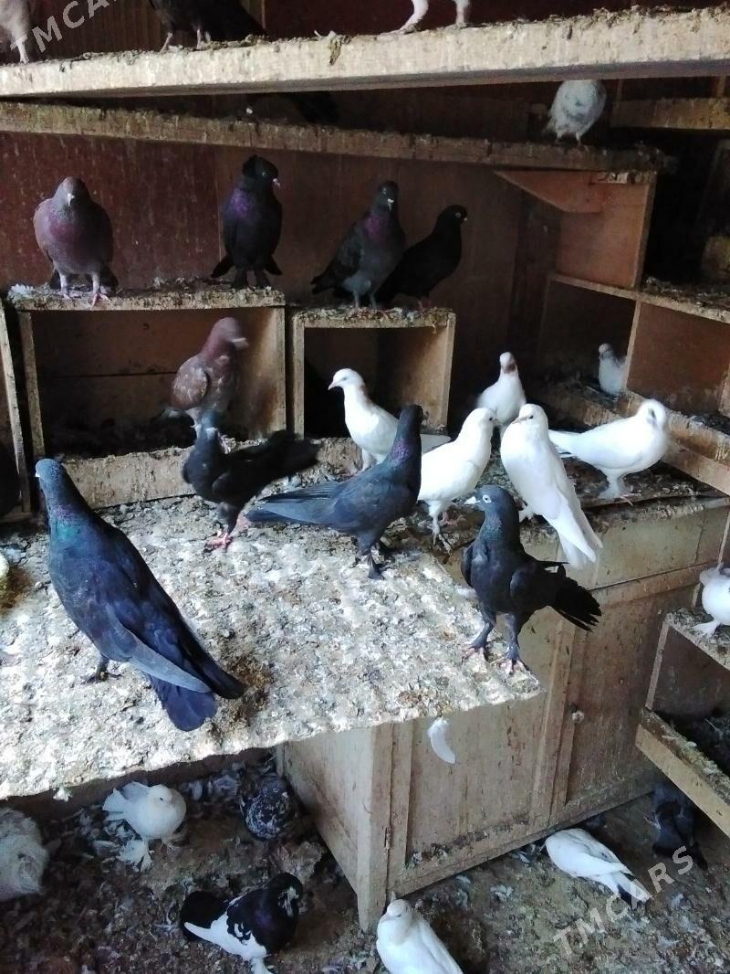 Kepderi - Aşgabat - img 4