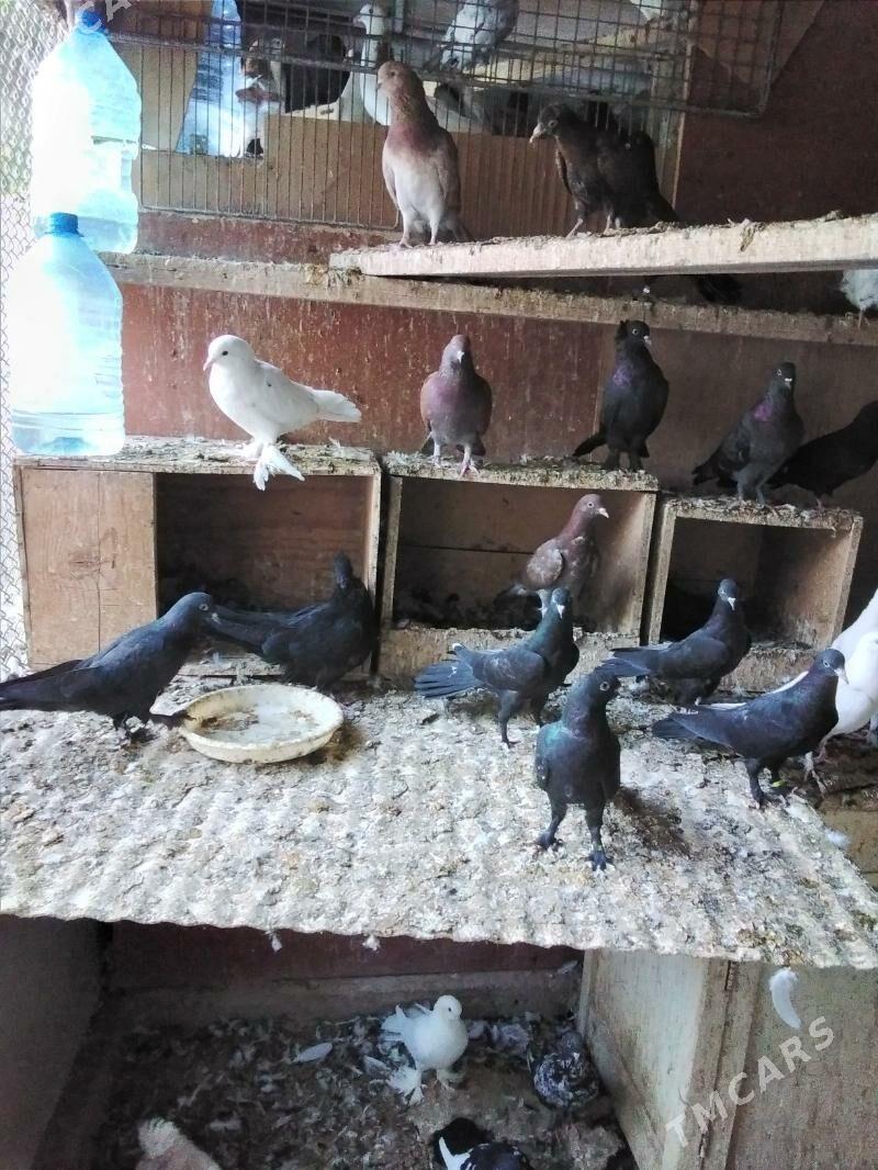 Kepderi - Aşgabat - img 2