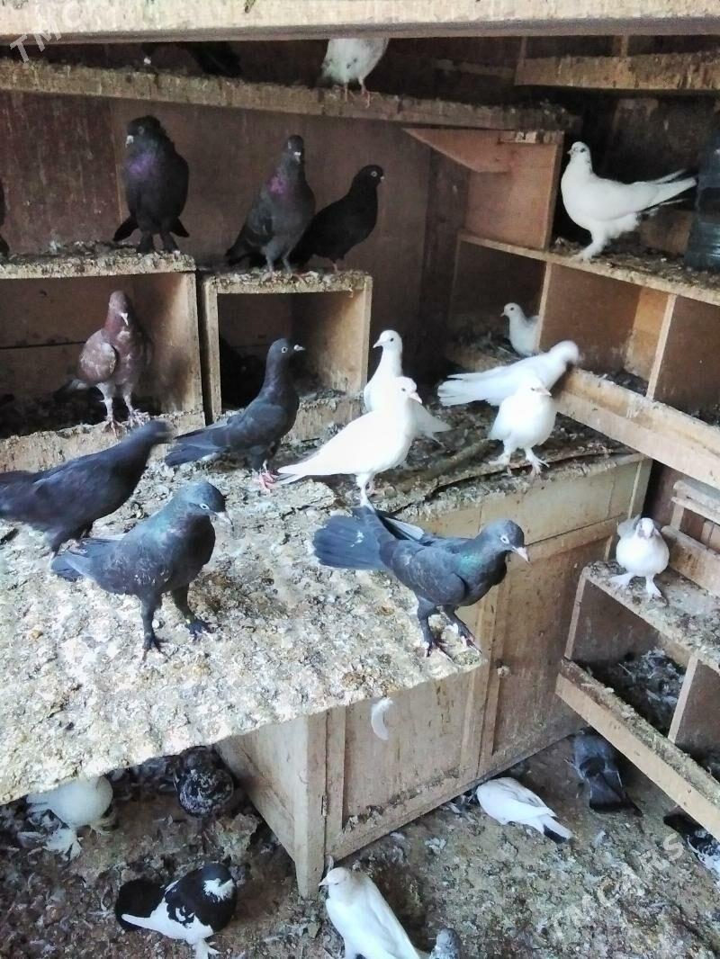 Kepderi - Aşgabat - img 6