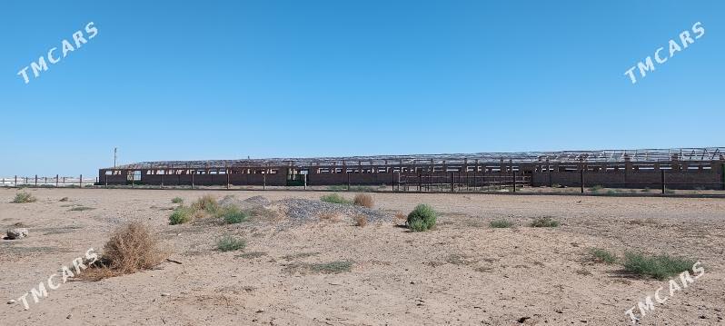 satlyk ferma - Ак-Бугдайский этрап - img 2