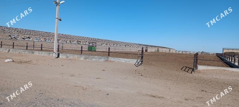 satlyk ferma - Ак-Бугдайский этрап - img 1