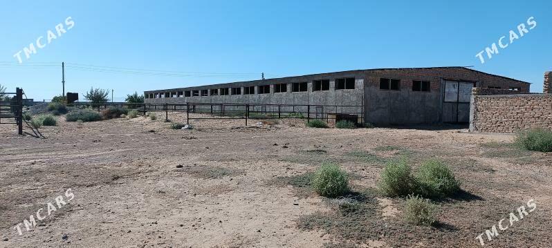 satlyk ferma - Ак-Бугдайский этрап - img 4