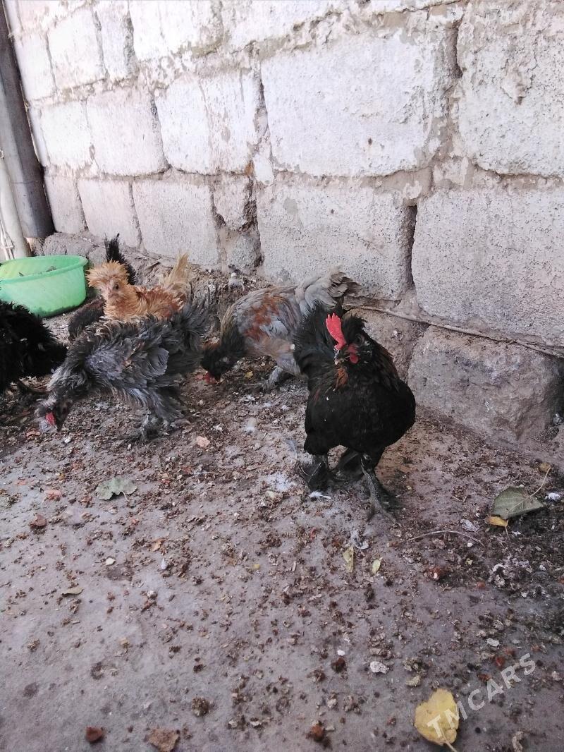 Towuk - Ашхабад - img 9