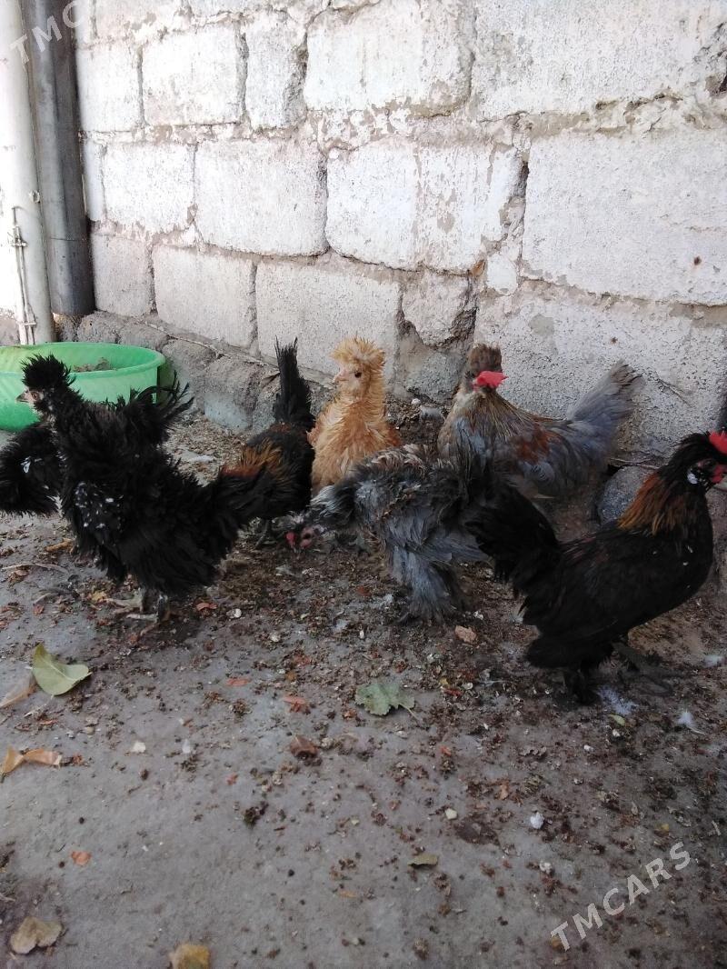 Towuk - Ашхабад - img 7