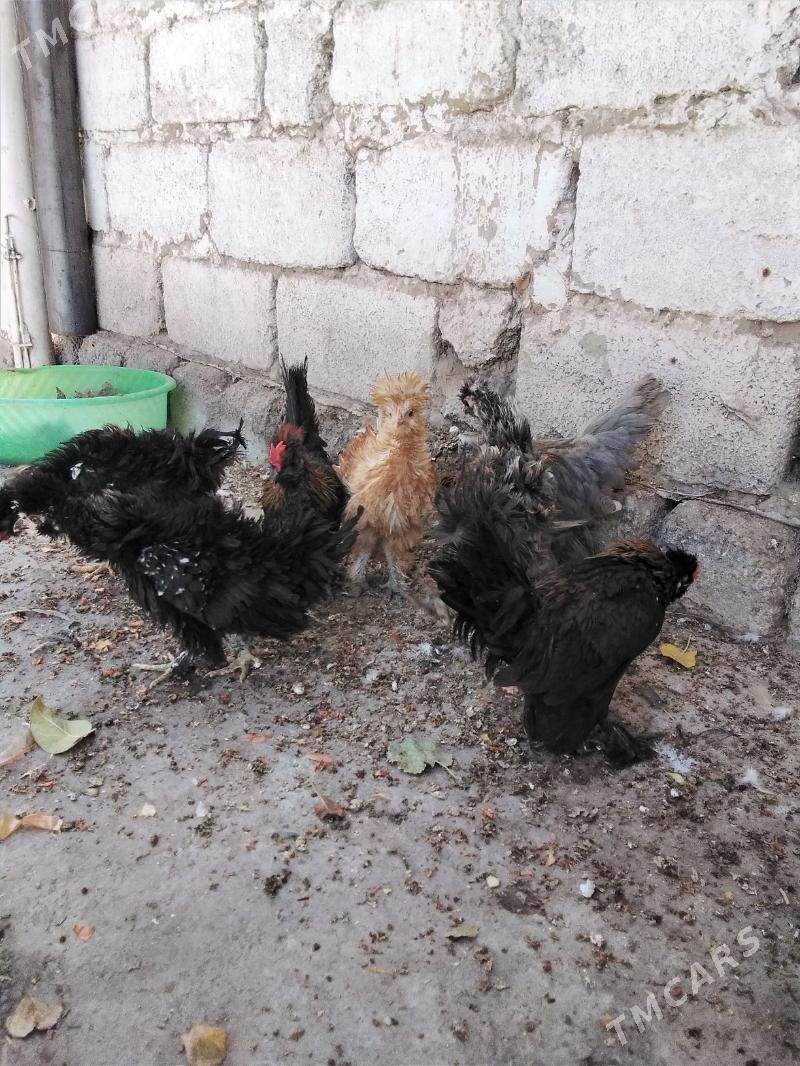 Towuk - Ашхабад - img 8