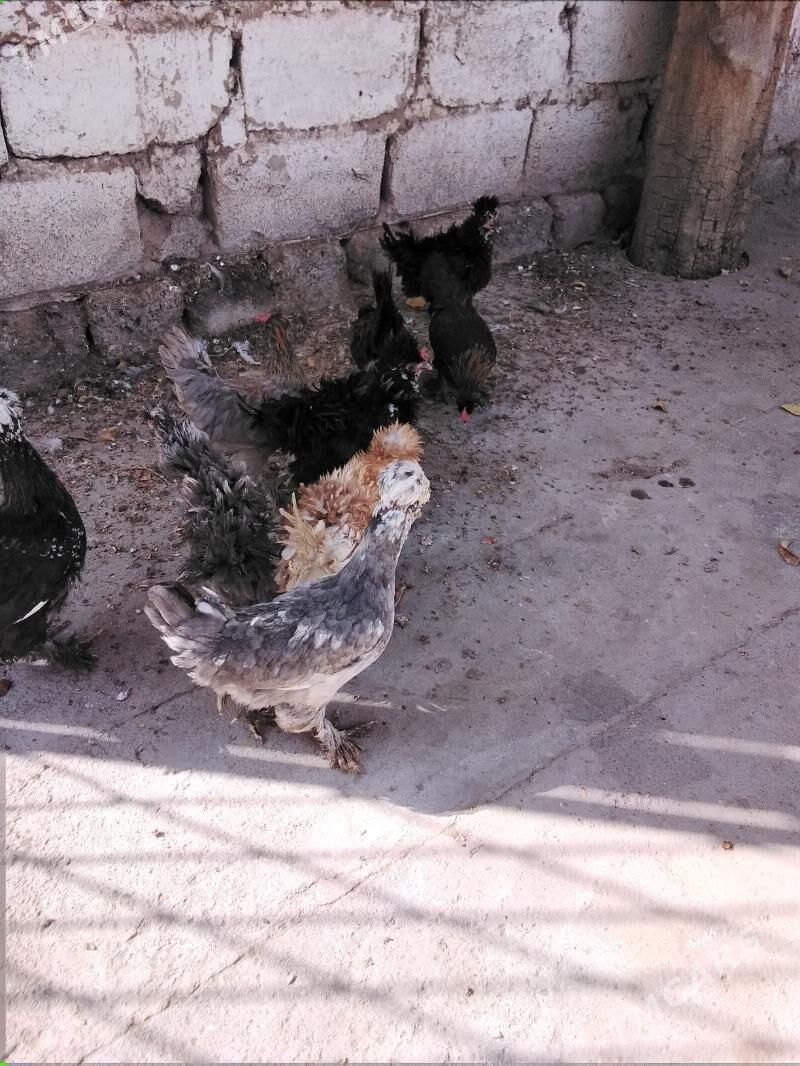 Towuk - Ашхабад - img 2