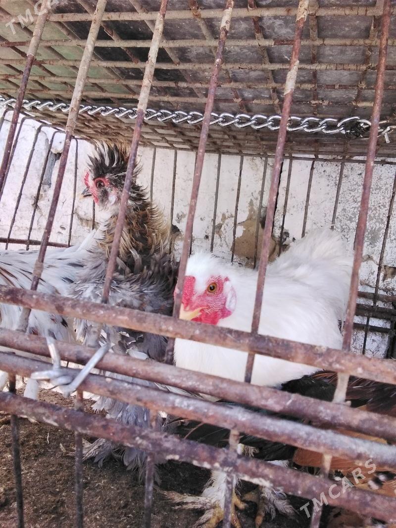 Towuk - Ашхабад - img 5