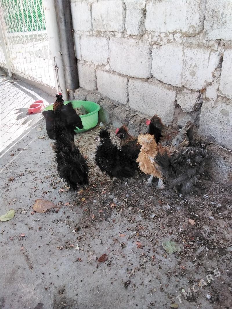 Towuk - Ашхабад - img 6