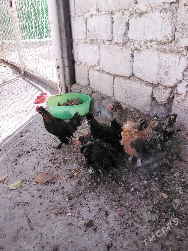 Towuk - Ашхабад - img 3