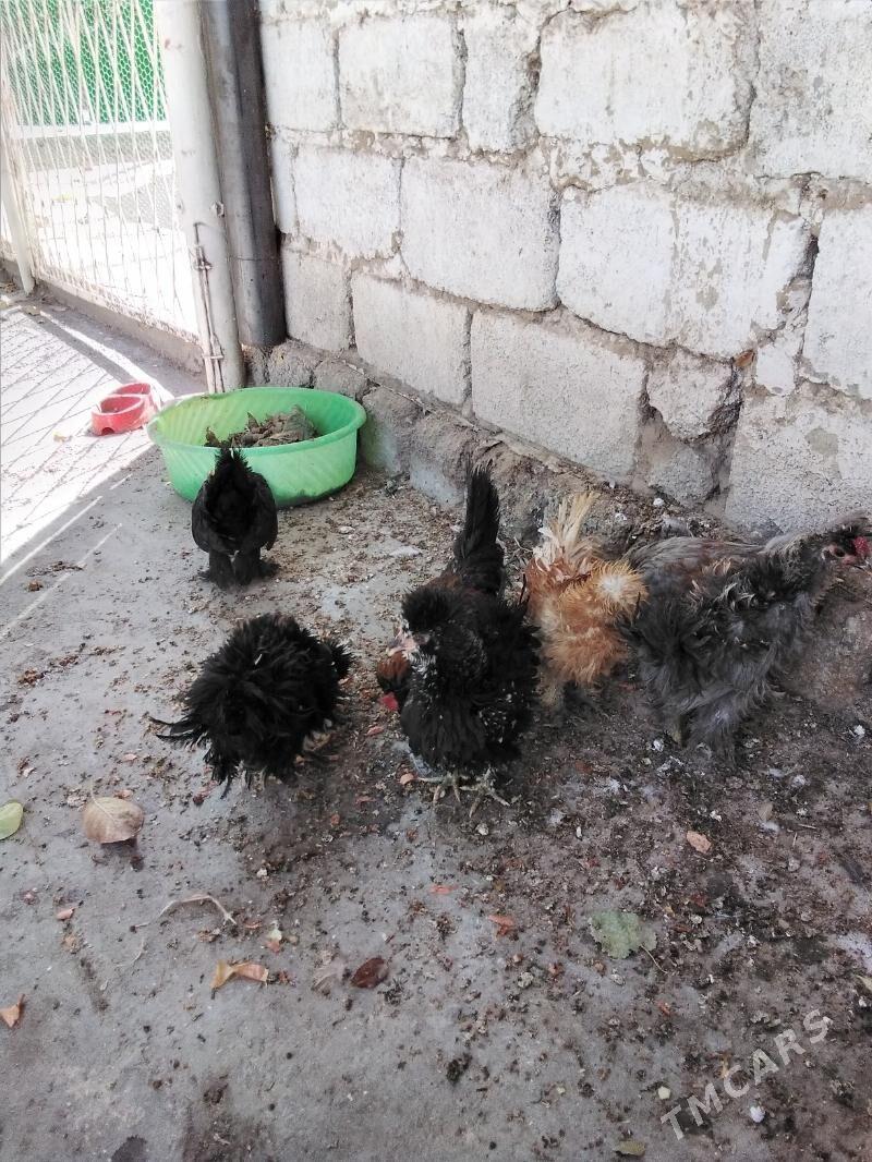 Towuk - Ашхабад - img 10