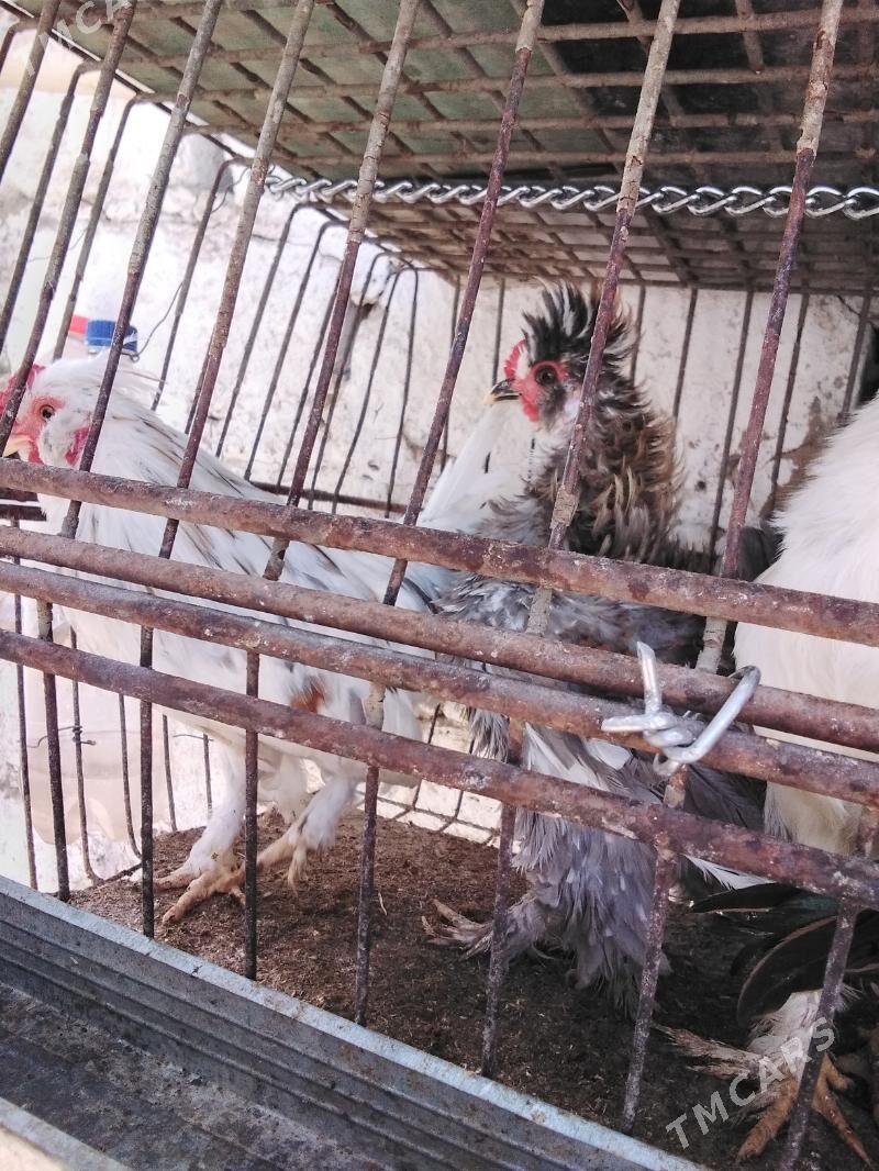 Towuk - Ашхабад - img 4