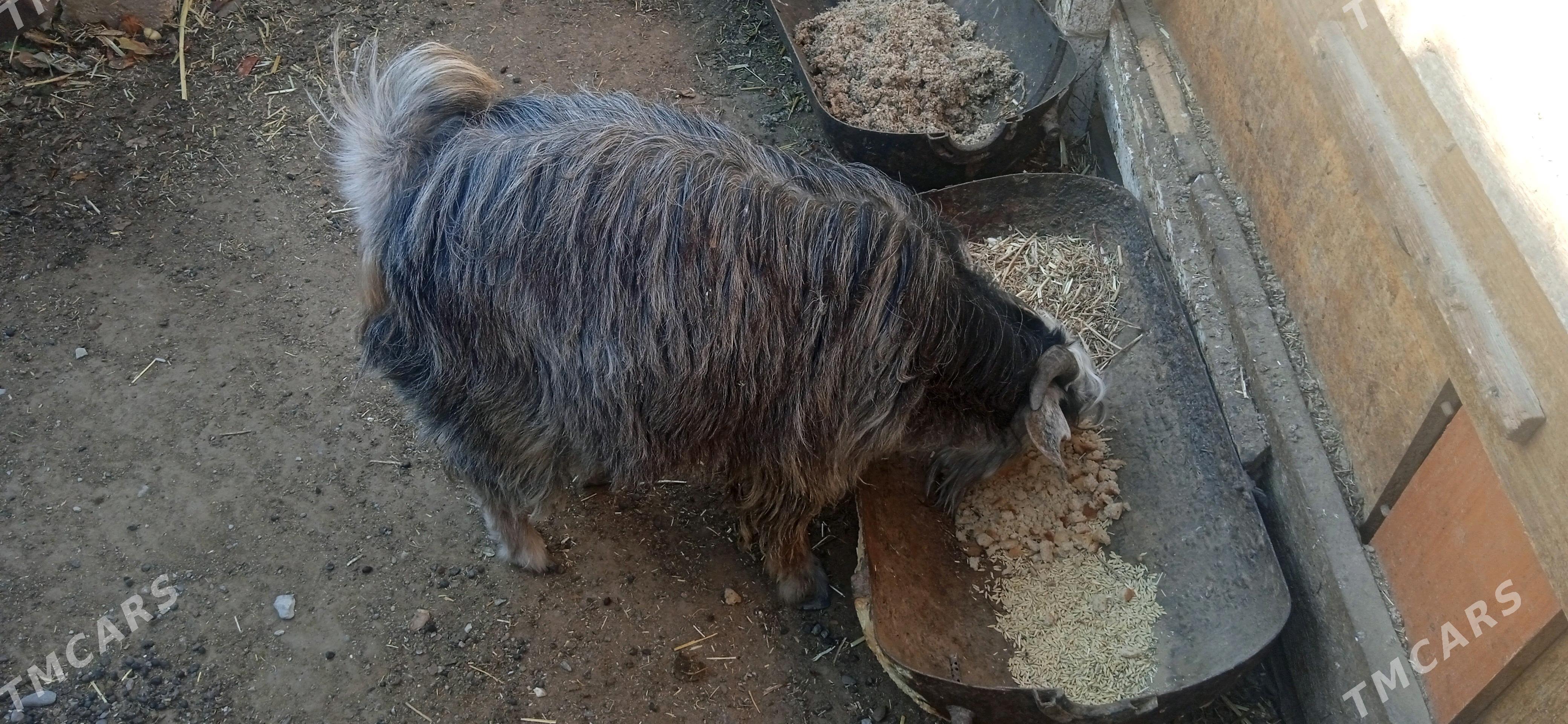 чевиш - Büzmeýin - img 2