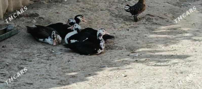 indautga - Гызыларбат - img 6