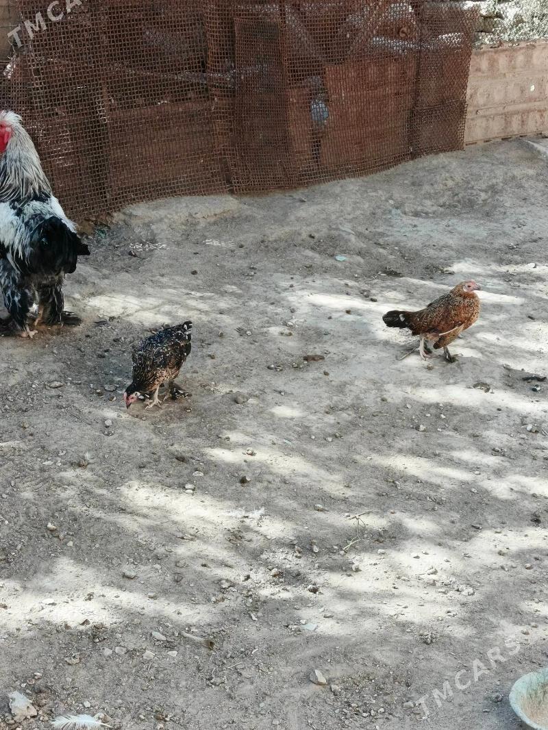 indautga - Гызыларбат - img 3