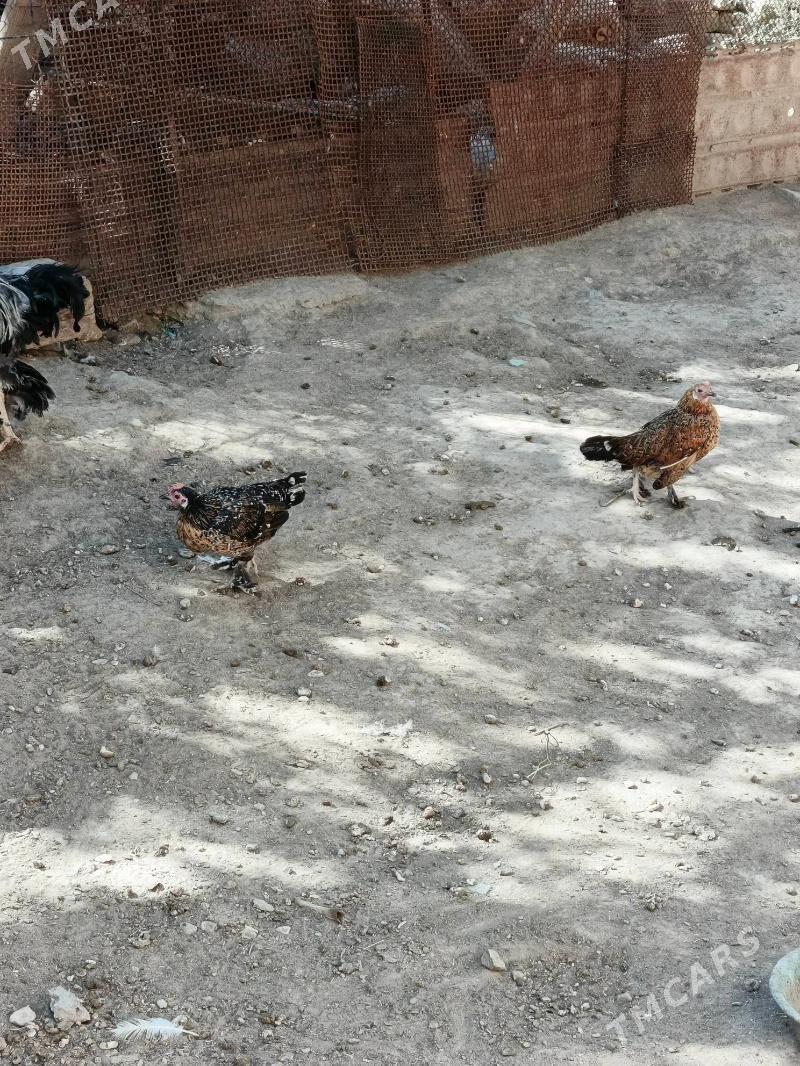 indautga - Гызыларбат - img 1