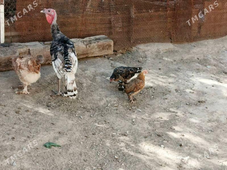 indautga - Гызыларбат - img 2