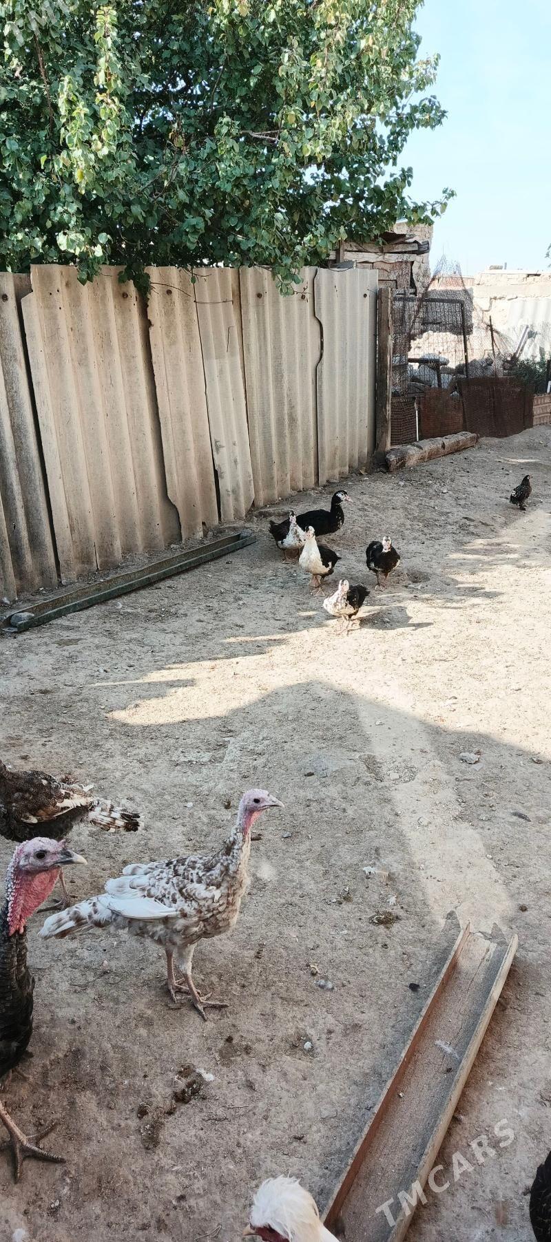 indautga - Гызыларбат - img 4