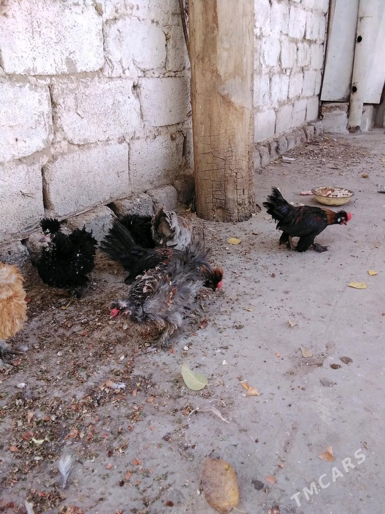 Towuk - Aşgabat - img 8