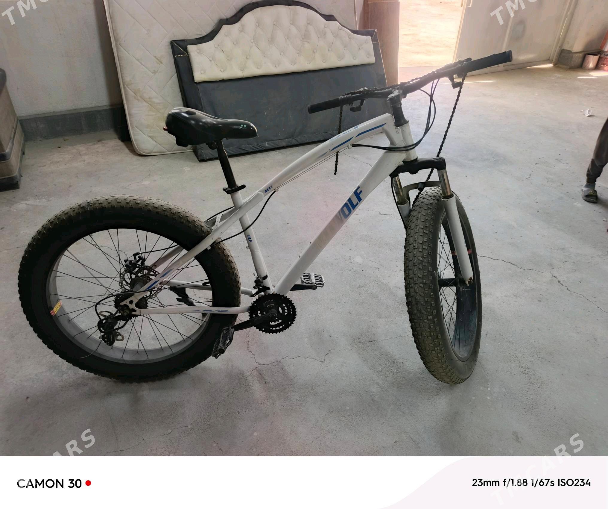 tigur - Gökdepe - img 3