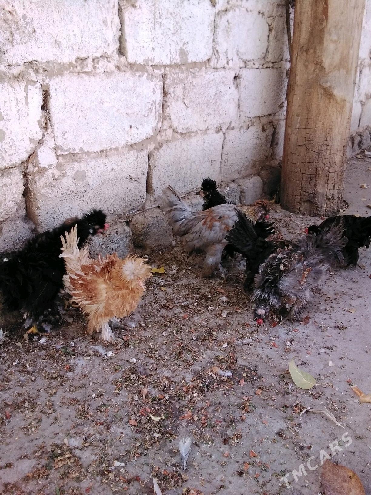 Towuk - Aşgabat - img 9