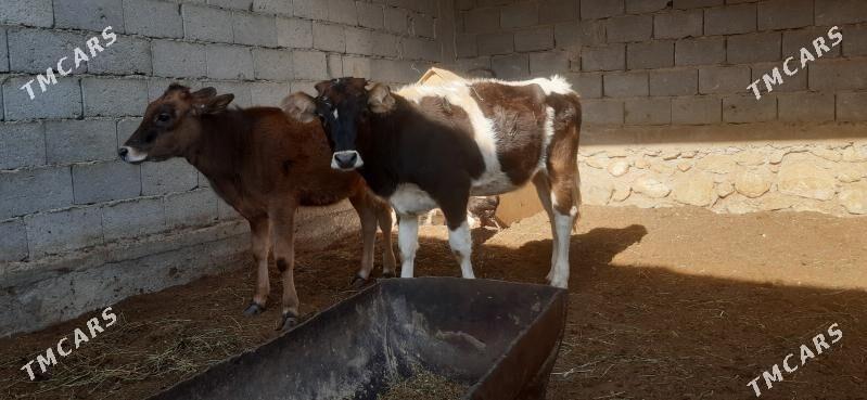 gaçar - Балканабат - img 1