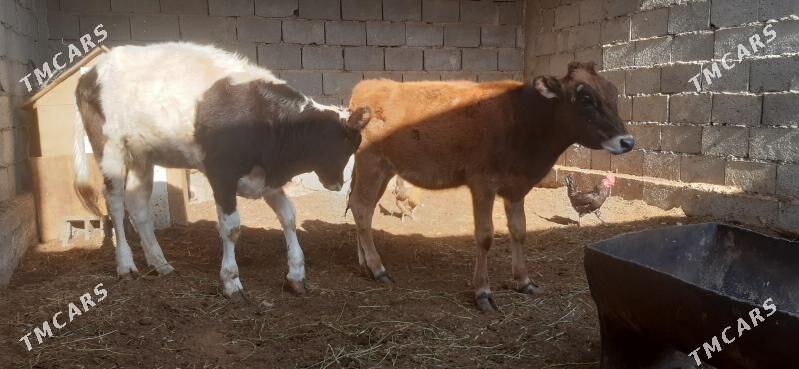 gaçar - Balkanabat - img 3