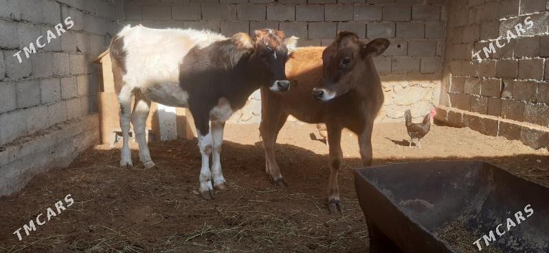 gaçar - Balkanabat - img 4