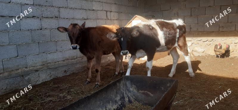 gaçar - Balkanabat - img 2