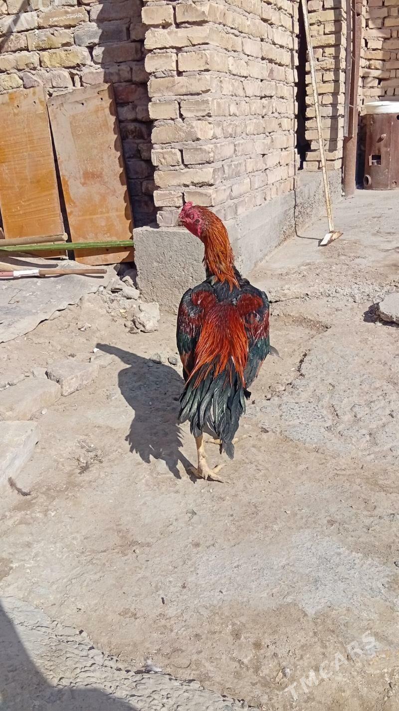 байтсовы horaz - Туркменабат - img 1