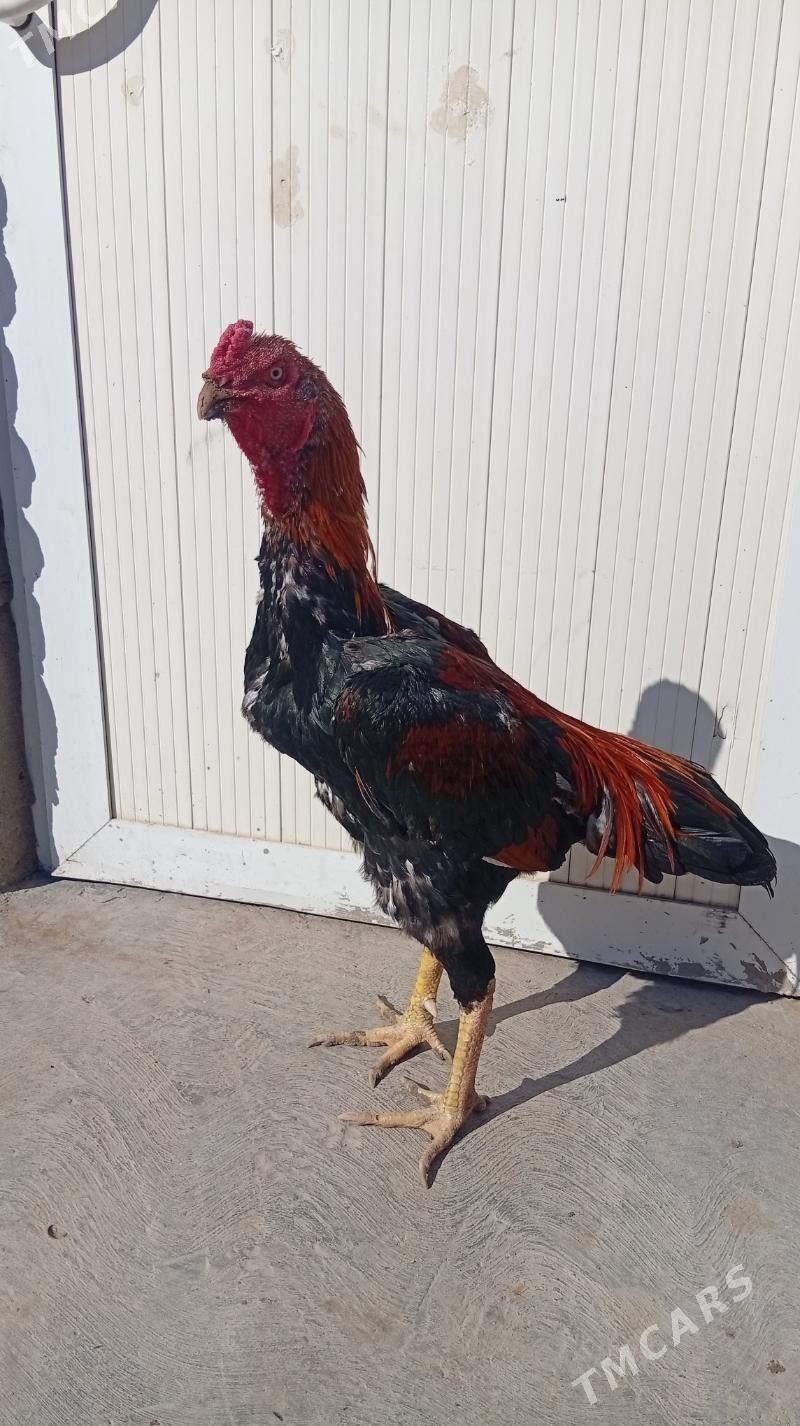 байтсовы horaz - Туркменабат - img 4