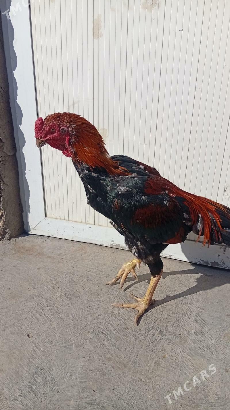 байтсовы horaz - Туркменабат - img 3